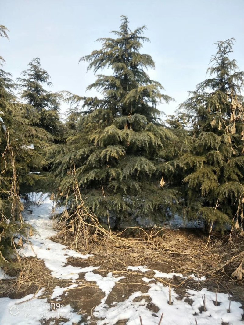 雪松，《2米一3米一6米》，基地直供，保质保量。