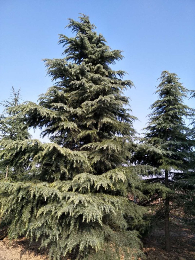 雪松，《2米一3米一6米》，基地直供，保质保量。