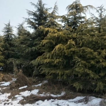 雪松，《2米一3米一6米》，基地直供，保质保量。