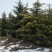 雪松，《2米一3米一6米》，基地直供，保质保量。