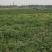 黄河岸边沙土地头茬西瓜