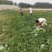 黄河岸边沙土地头茬西瓜
