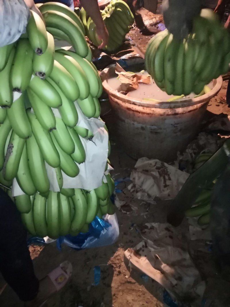天宝香蕉