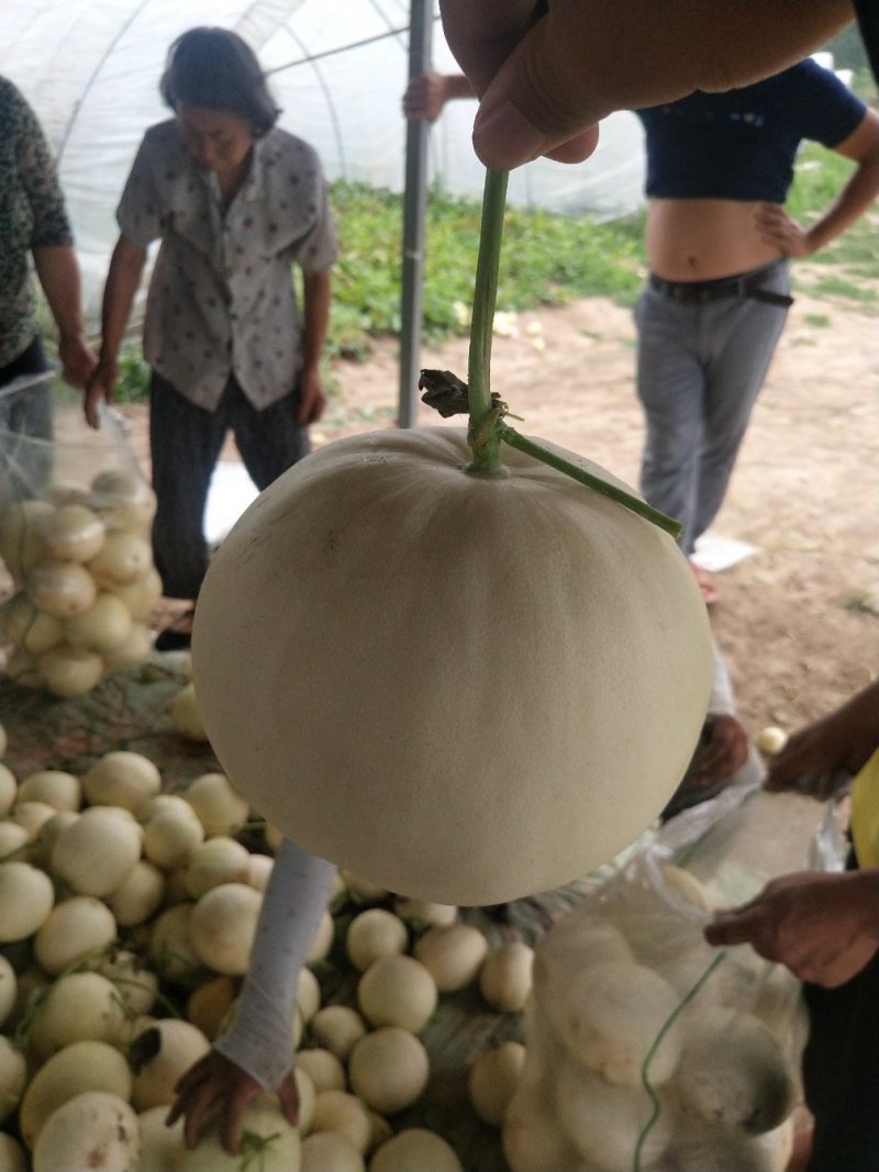 河南东方蜜2号，红玉2号红金蜜甜瓜，万亩大棚基龚垒代办