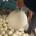 河南东方蜜2号，红玉2号红金蜜甜瓜，万亩大棚基龚垒代办