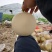 河南东方蜜2号，红玉2号红金蜜甜瓜，万亩大棚基龚垒代办