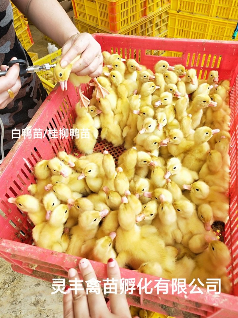 桂柳白鸭苗，【高销量好货热卖】包运输成活，假一赔十