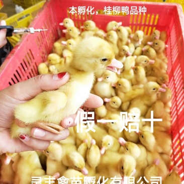 桂柳白鸭苗，【高销量好货热卖】包运输成活，假一赔十
