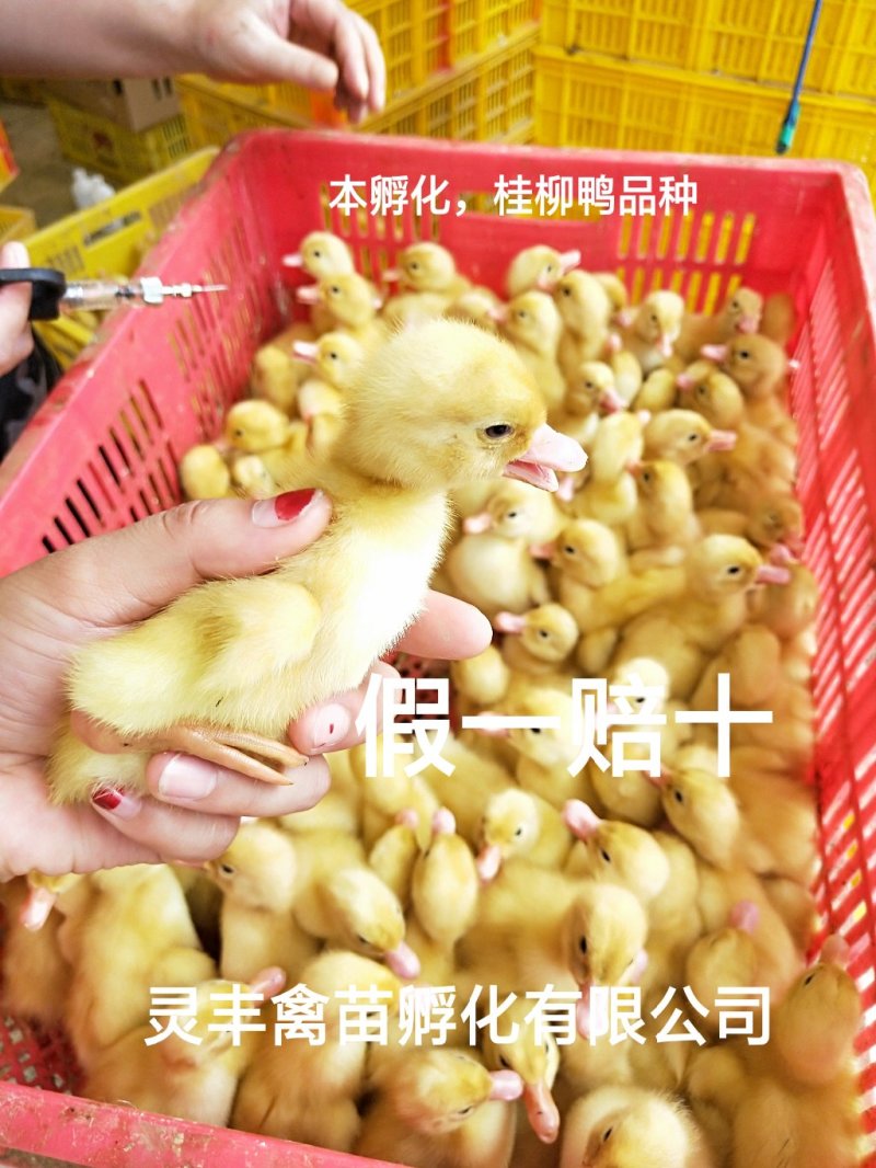 桂柳白鸭苗，【高销量好货热卖】包运输成活，假一赔十
