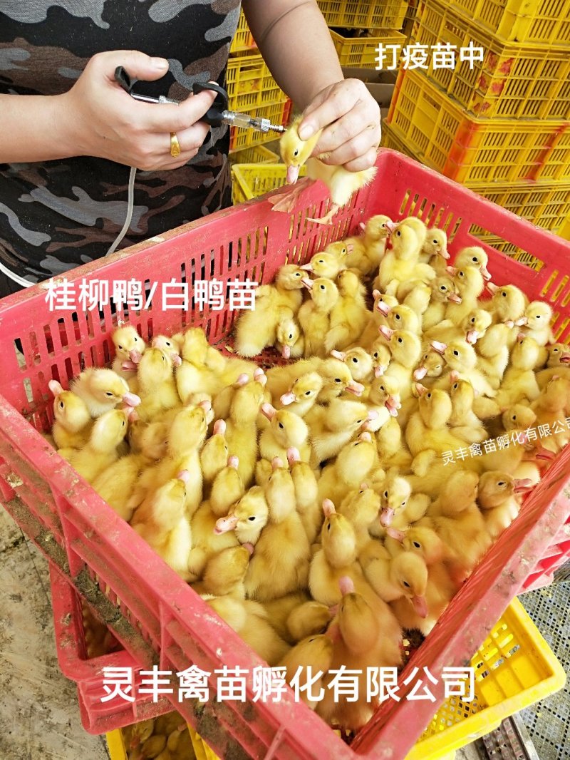 桂柳白鸭苗，【高销量好货热卖】包运输成活，假一赔十
