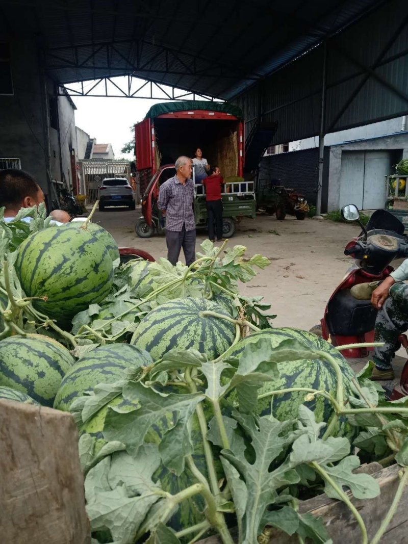 湖北西瓜价格口感好大红色精品产地直供