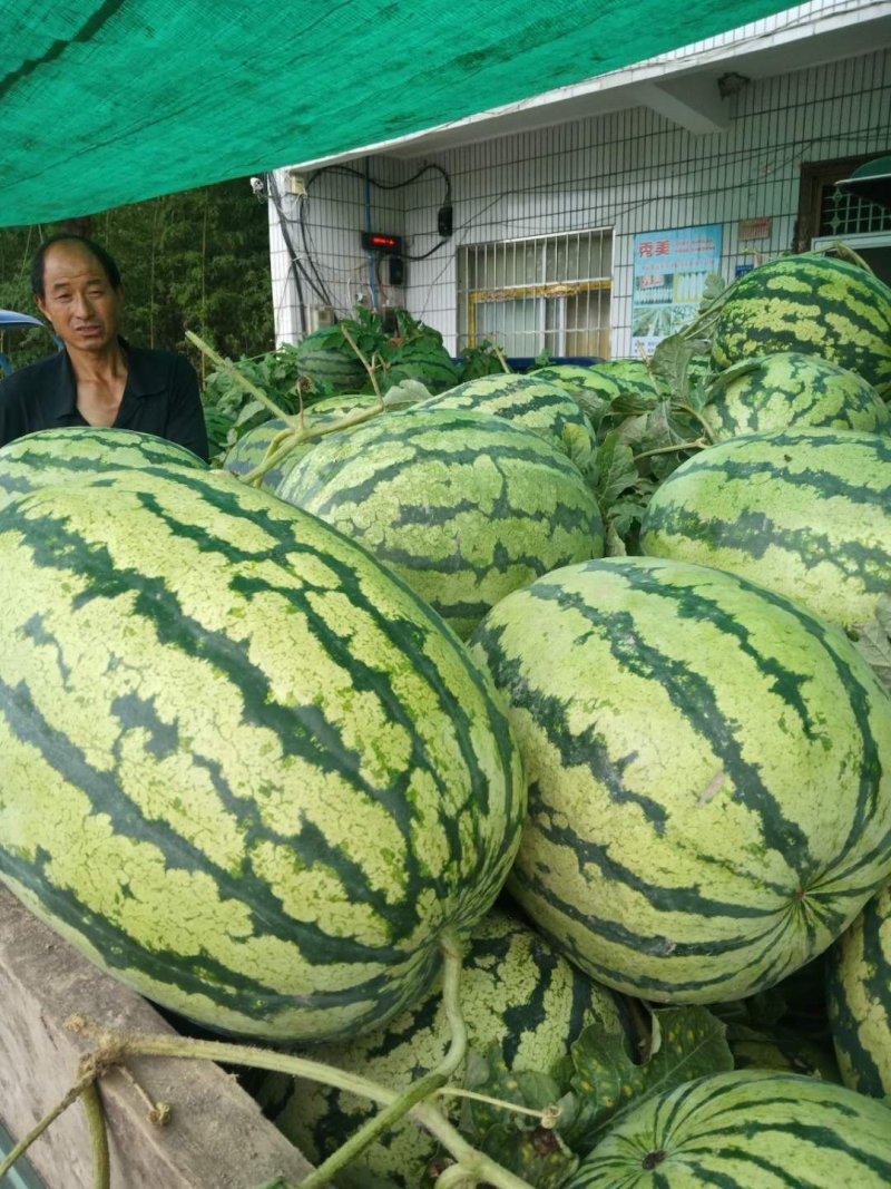 京欣西瓜京心大红色，口感好，八成到九成熟，