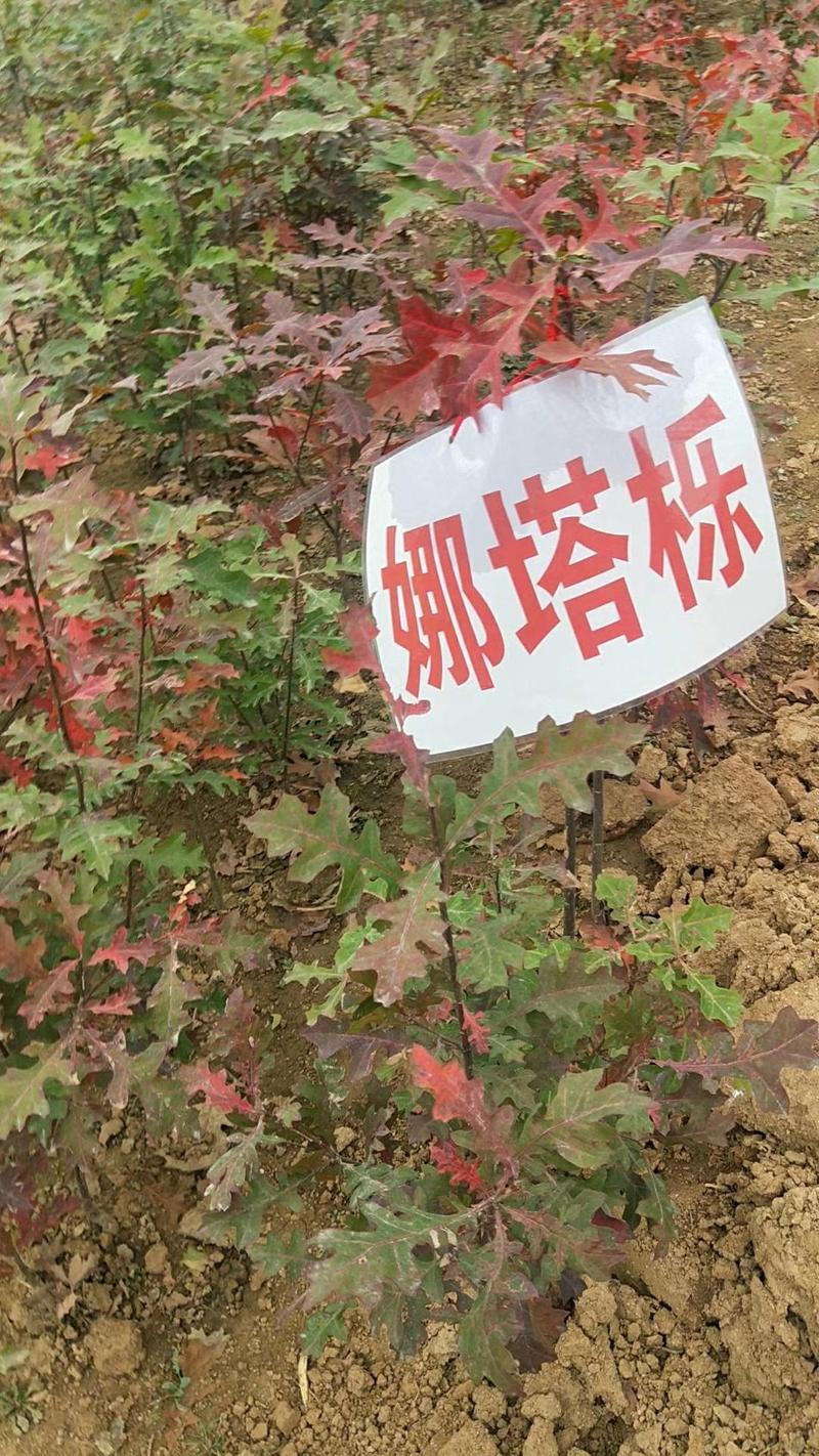 美国红枫娜塔栎小苗1年生籽播大杯苗高度60到1.2米
