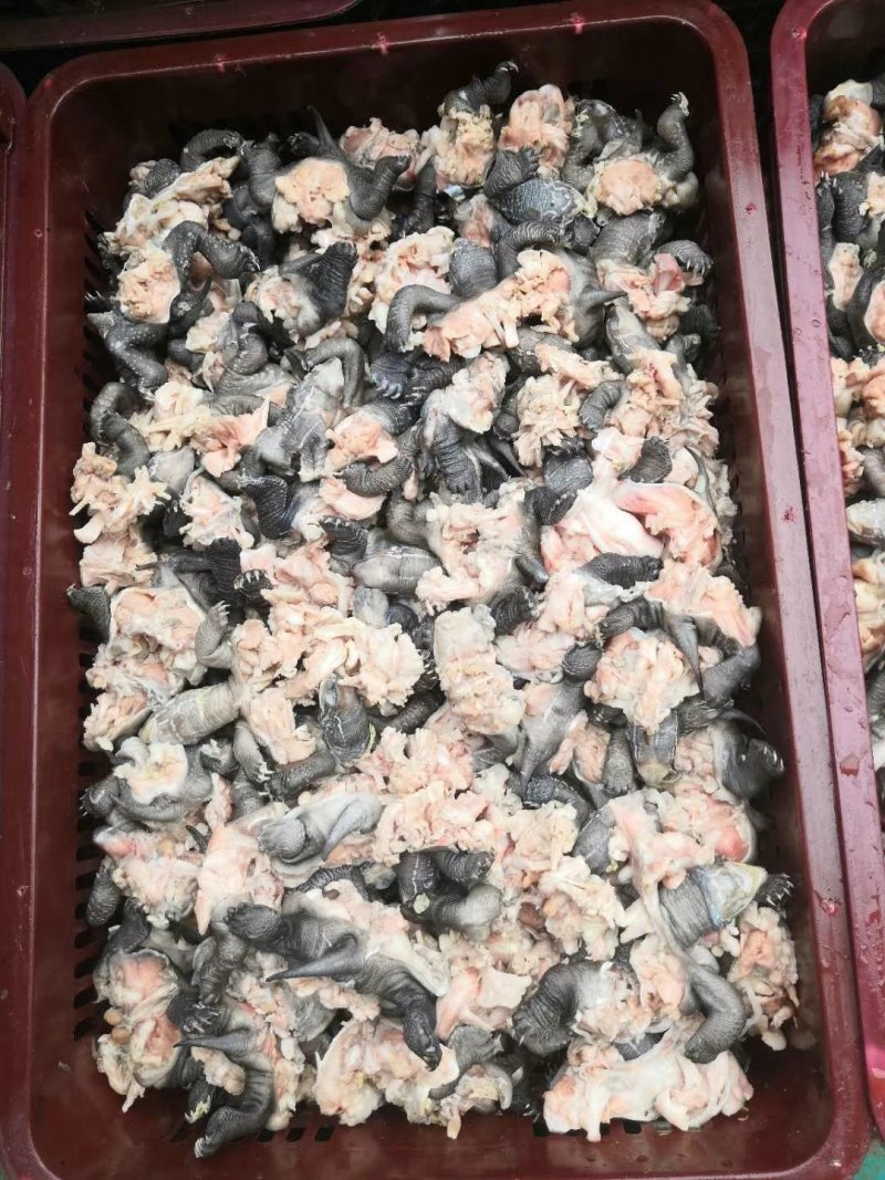 乌龟