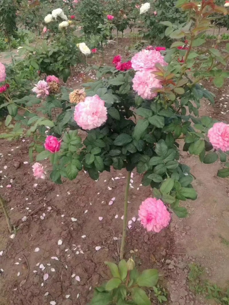 棒棒糖月季树桩月季