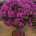 三角梅/开花神奇/颜色齐全/基地直销/保质保量