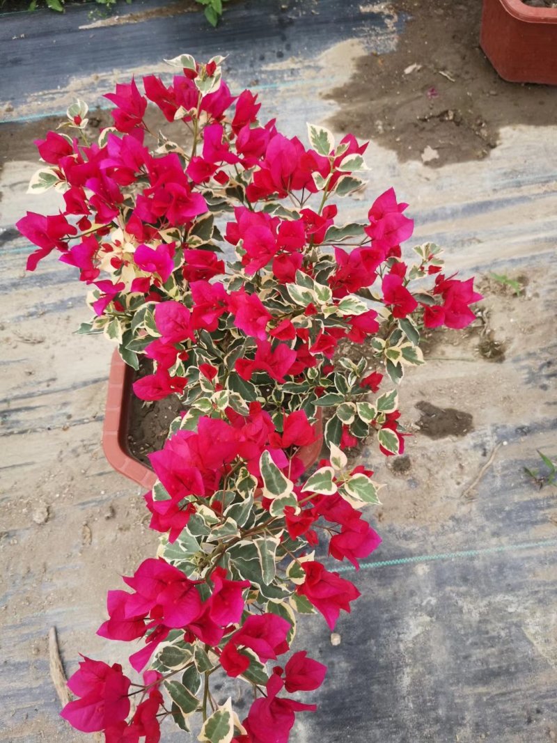 三角梅/开花神奇/颜色齐全/基地直销/保质保量