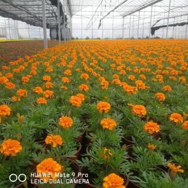 孔雀草