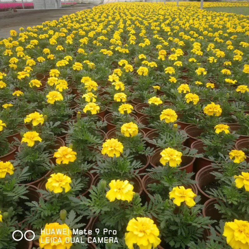 孔雀草