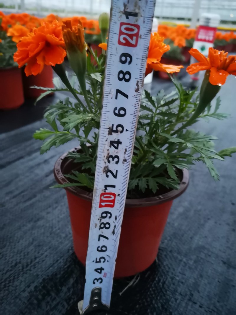 孔雀草