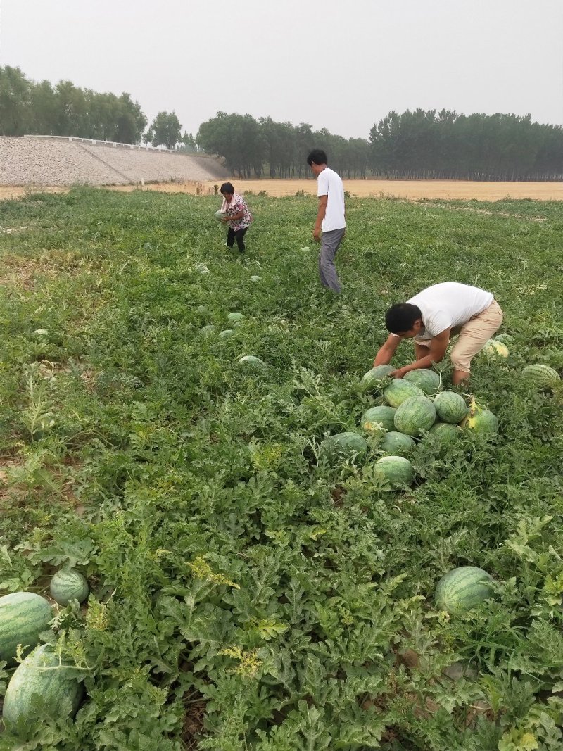 黄河岸边沙土地头茬西瓜