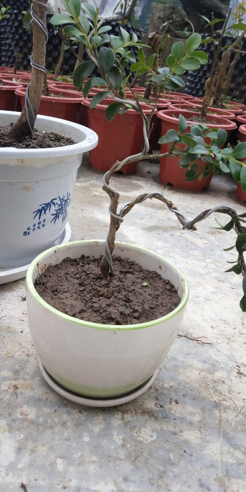 高山瓜子黄杨