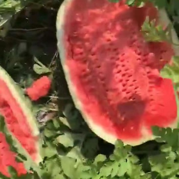 双红瓤西瓜预售