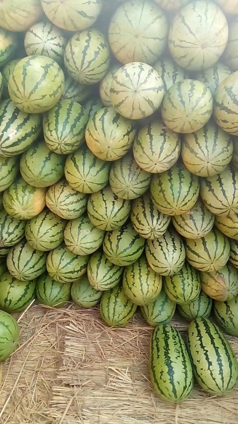 双红瓤西瓜预售