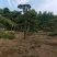 造型松