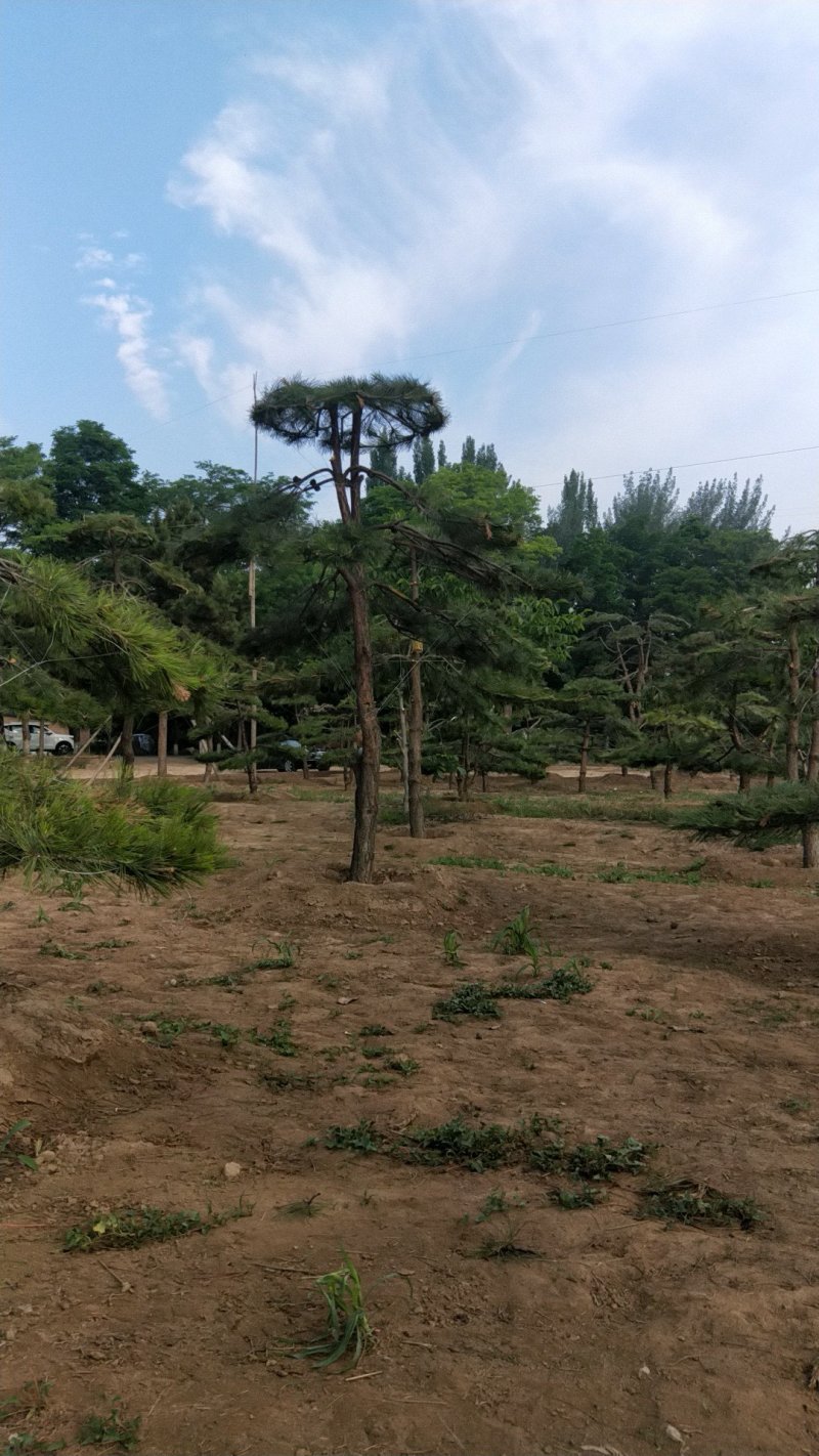造型松