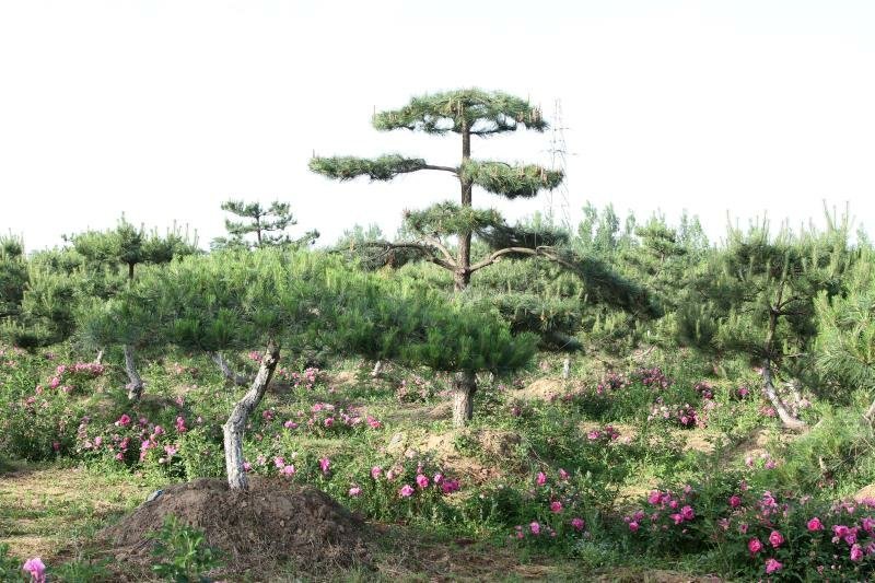 造型松