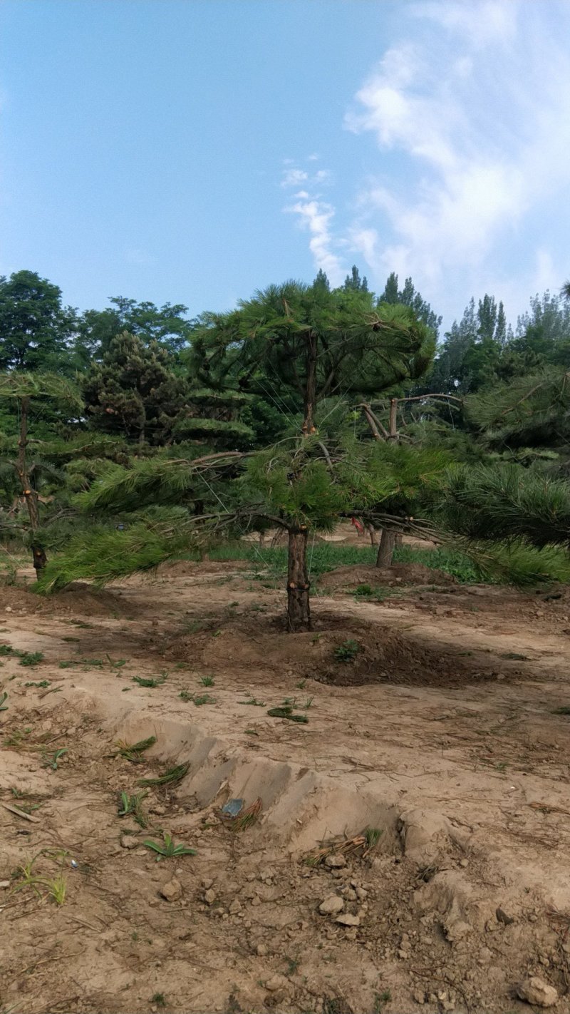 造型松