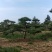 造型松