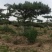 造型松