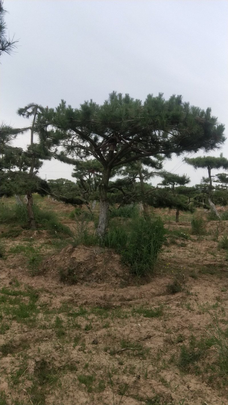 造型松