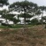 造型松