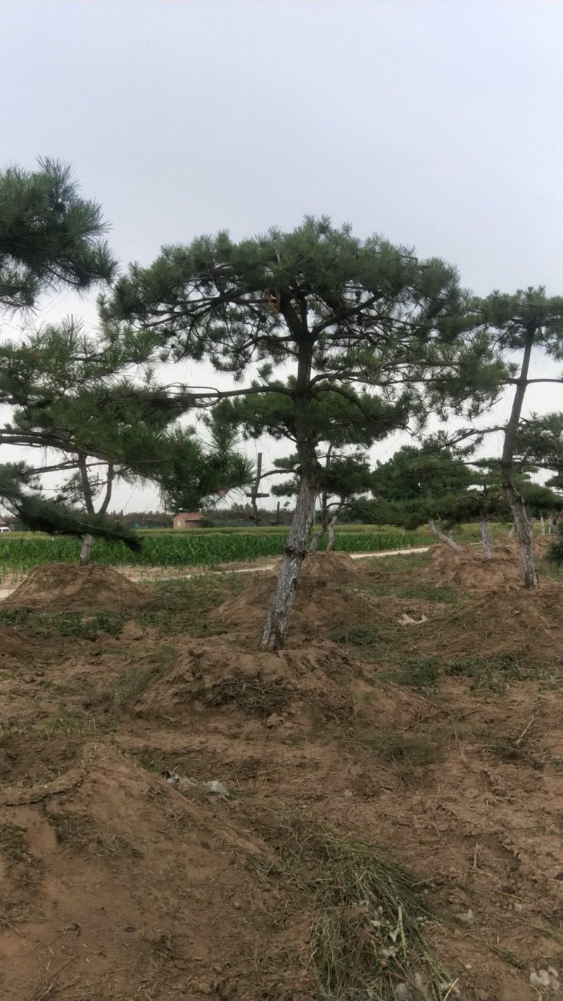 造型松