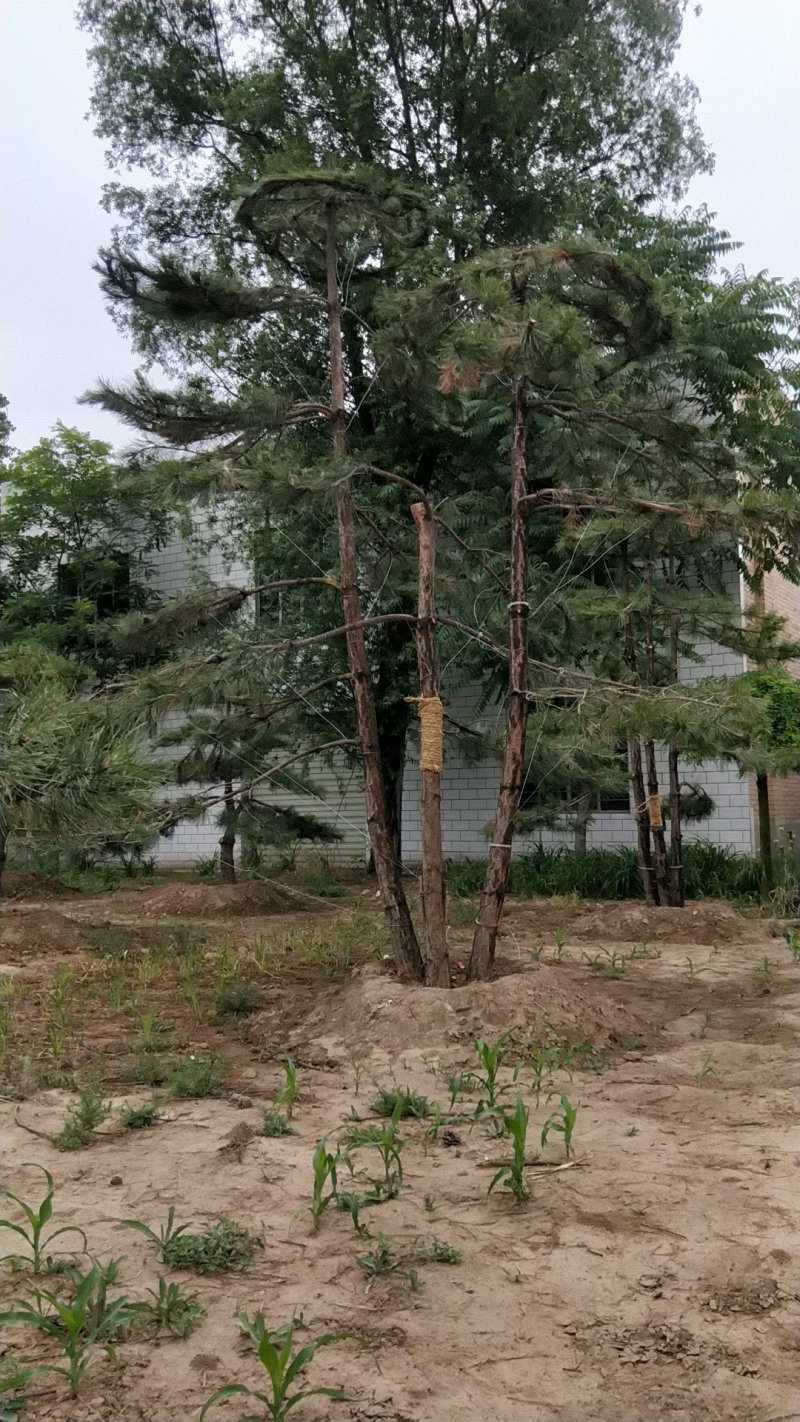 造型松