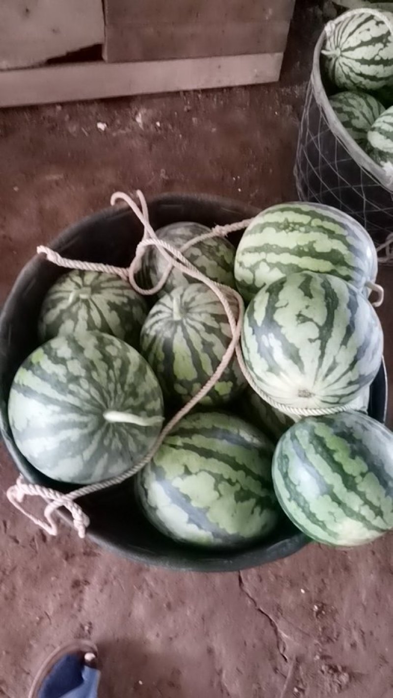 精品二茬美都黑籽西瓜