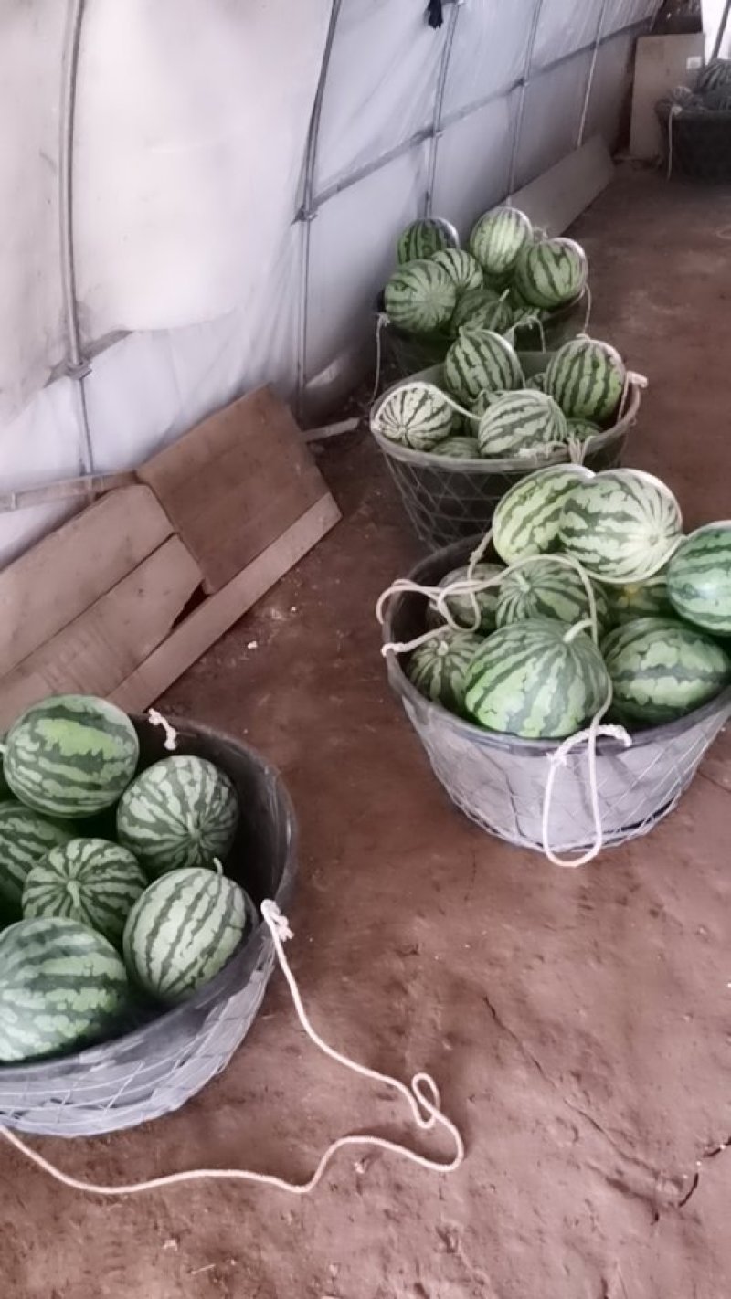 精品二茬美都黑籽西瓜
