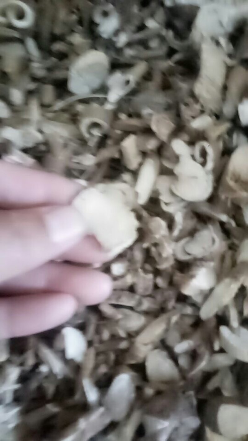 野生苦参(手工片)