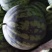 精品二茬美都黑籽西瓜