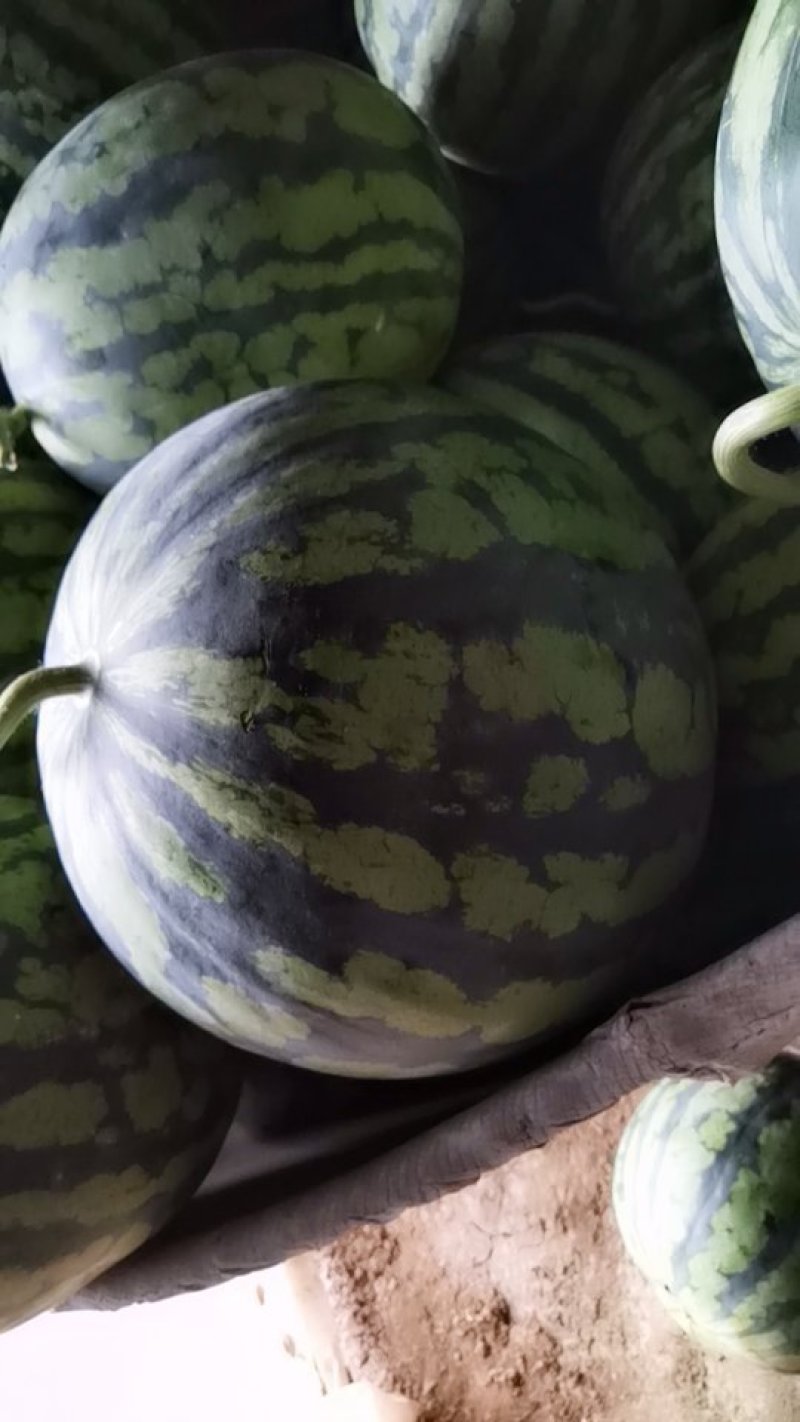 精品二茬美都黑籽西瓜