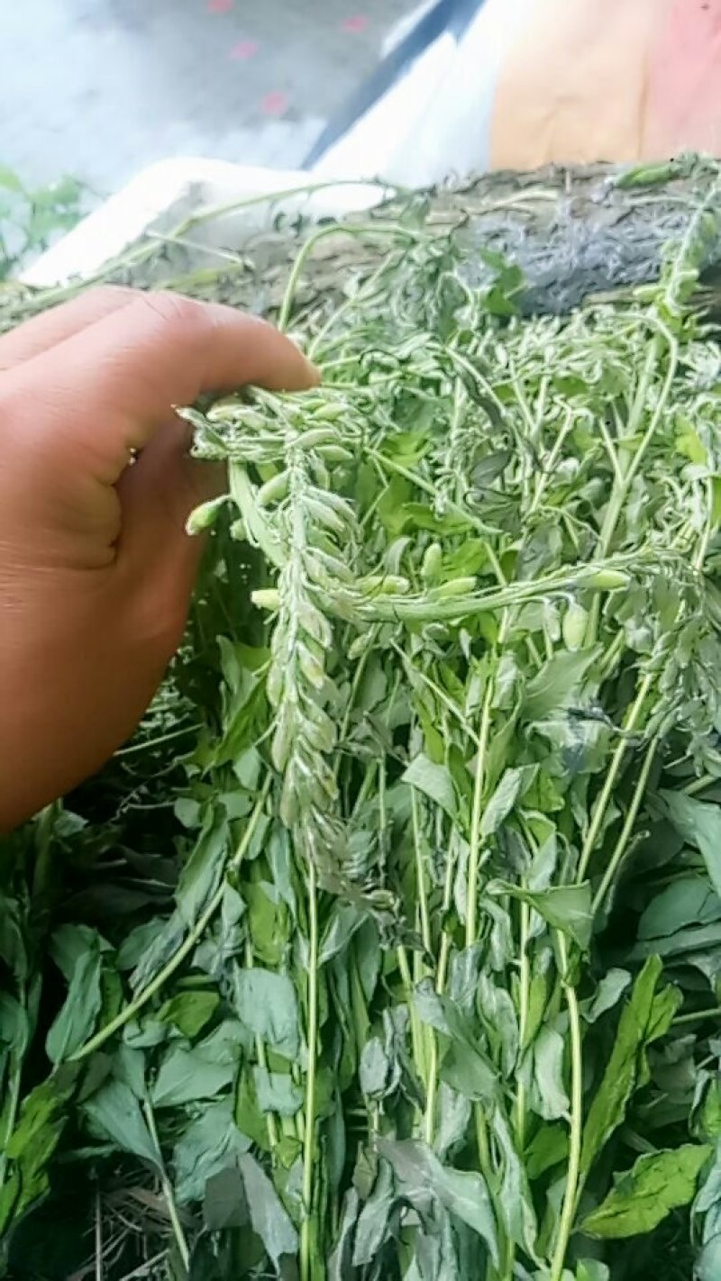 野生苦参(手工片)