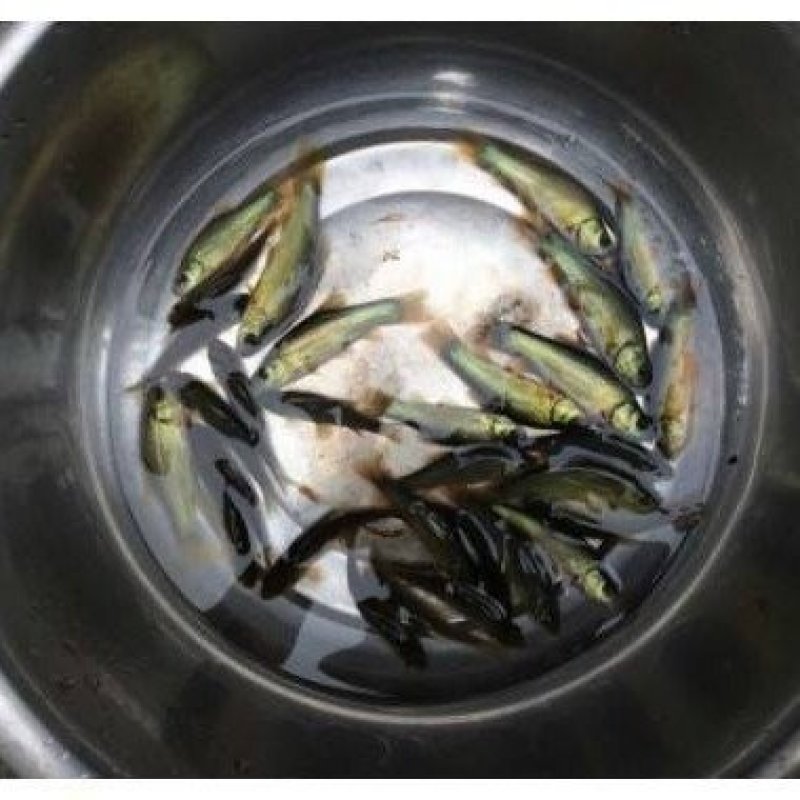 丁桂鱼苗