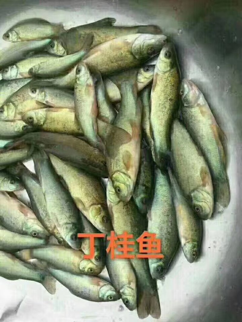 丁桂鱼苗