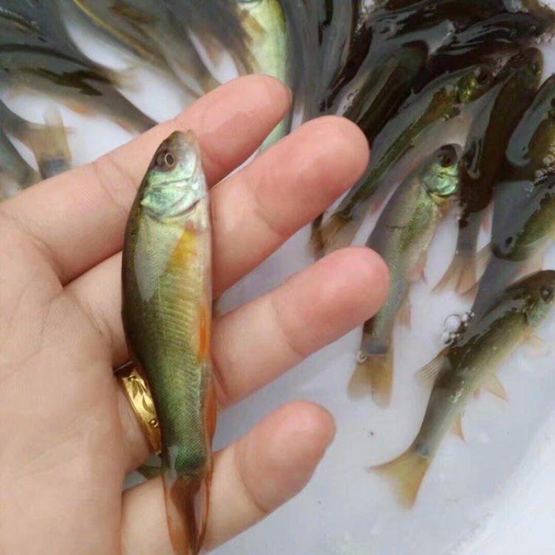 丁桂鱼苗