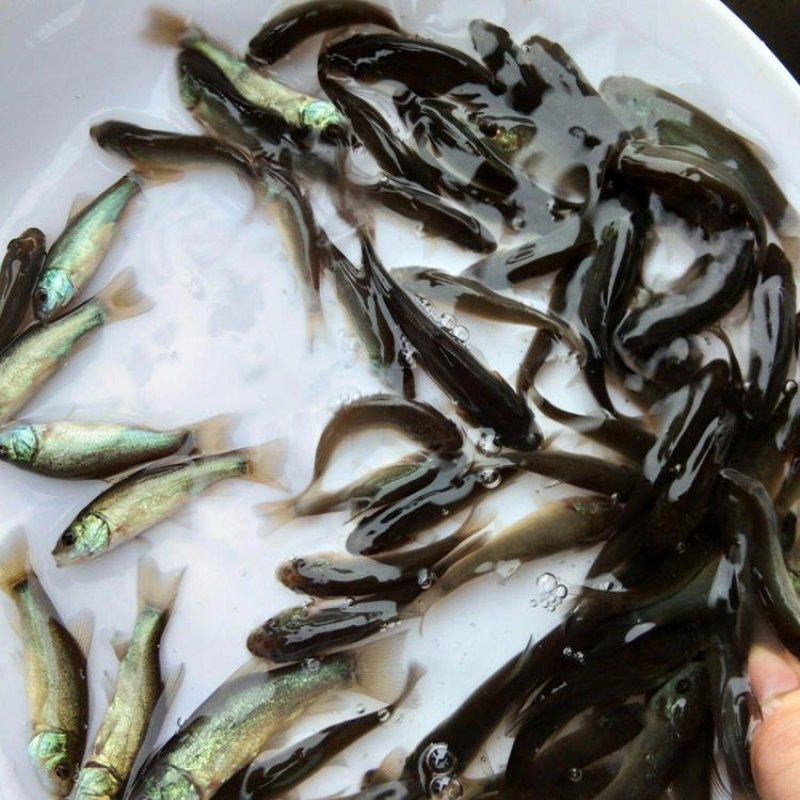 丁桂鱼苗