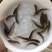 丁桂鱼苗