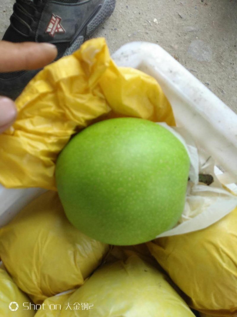 翠玉梨
